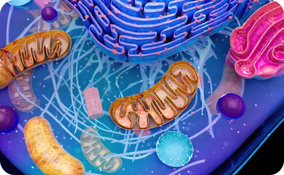 Precision signaling pathways involved in recovery inflammation modulation and tissue resilience